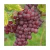 Vigne Vinifera Chasselas Rosé/pot De 3l - 60/120 Cm -Terre et Verdure 63ed2c50e201d3.33571368