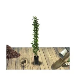 Mûre Fruticosus Little Black Prince®/pot De 3l - 60/80 Cm -Terre et Verdure 63ed2c58c63039.09279477
