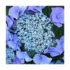 Hortensia Macrophylla Blaumeise/pot De 3l - 20/40 Cm -Terre et Verdure 63ed2cc7bc2449.68128649