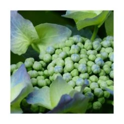 Hortensia Macrophylla Blaumeise/pot De 3l - 20/40 Cm -Terre et Verdure 63ed2cc7c788e3.49707896