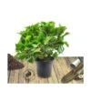 Hortensia Macrophylla Tricolor/pot De 4l - 40/60 Cm -Terre et Verdure 63ed2cd783fbb9.11170209
