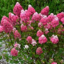 Hortensia Paniculata Framboisine ® 'rensam'/pot De 4l - 40/60 Cm 7 Hortensia Paniculata Framboisine ® 'rensam'/pot De 4l - 40/60 Cm -Terre et Verdure 63ed2ce2a47bd2.30209394