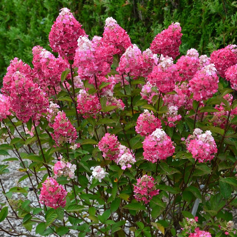 Hortensia Paniculata Framboisine ® 'rensam'/pot De 4l - 40/60 Cm 4 Hortensia Paniculata Framboisine ® 'rensam'/pot De 4l - 40/60 Cm – Image 2