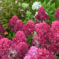 Hortensia Paniculata Framboisine ® 'rensam'/pot De 4l - 40/60 Cm 8 Hortensia Paniculata Framboisine ® 'rensam'/pot De 4l - 40/60 Cm -Terre et Verdure 63ed2ce2aa6a03.90611395