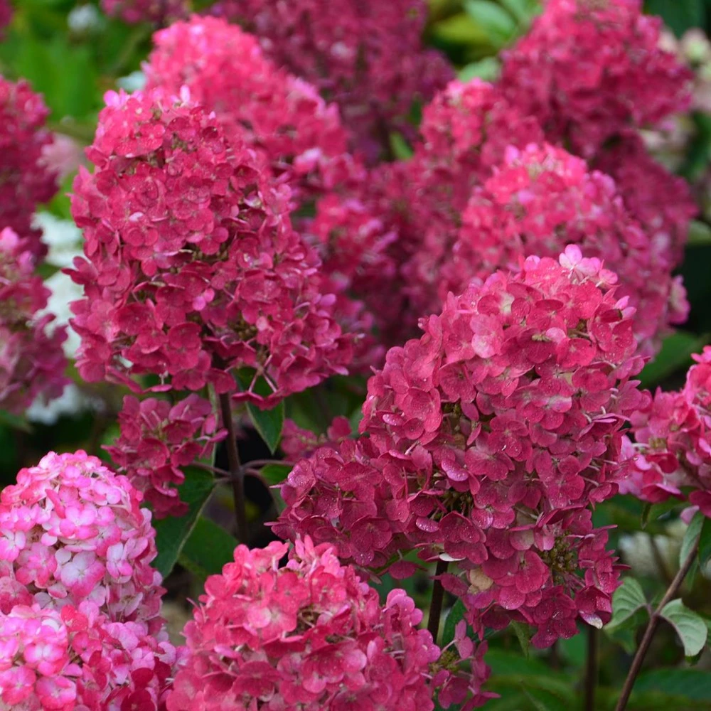 Hortensia Paniculata Framboisine ® 'rensam'/pot De 4l - 40/60 Cm 6 Hortensia Paniculata Framboisine ® 'rensam'/pot De 4l - 40/60 Cm – Image 4