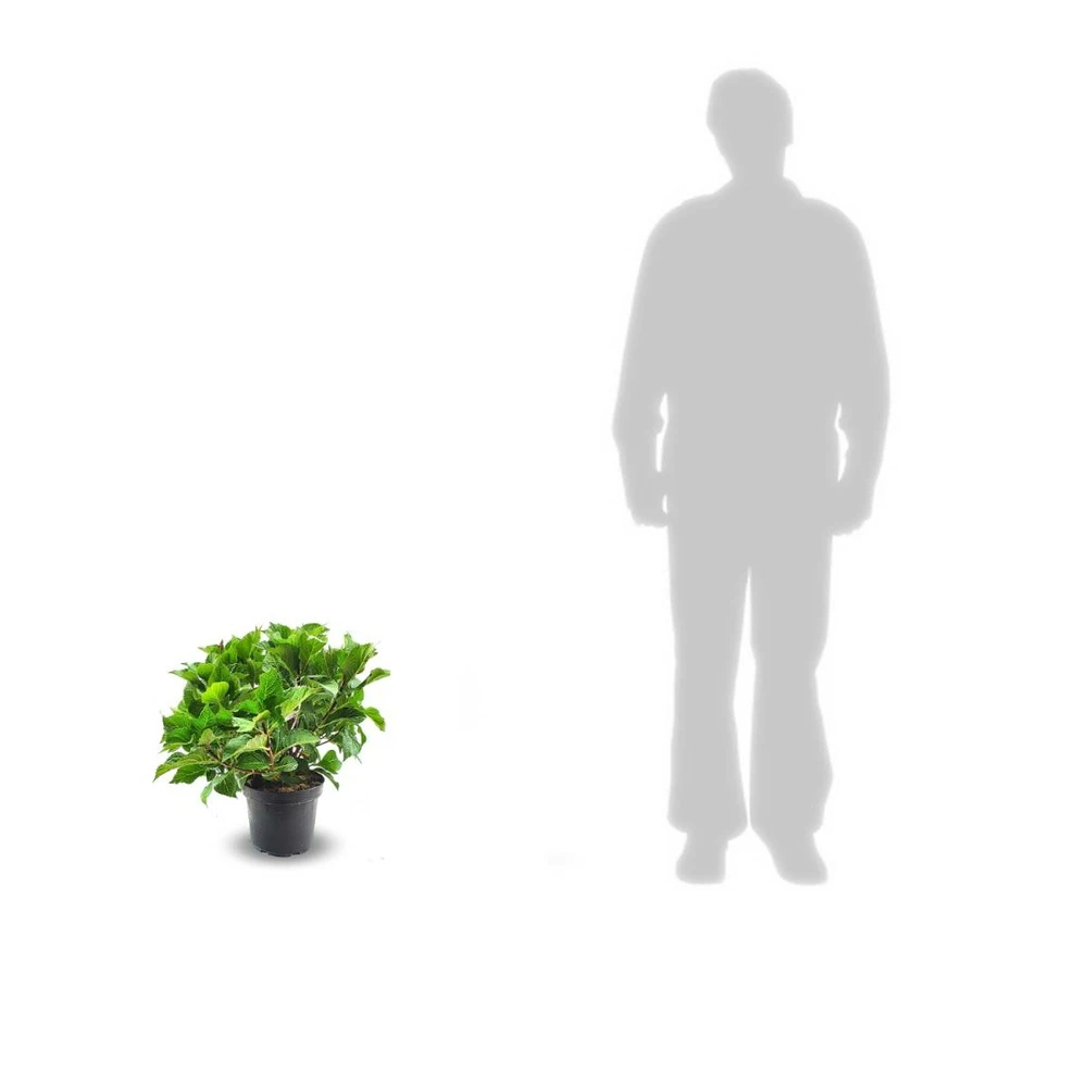 Hortensia Macrophylla Rose/pot De 4l - 40/60 Cm 4 Hortensia Macrophylla Rose/pot De 4l - 40/60 Cm – Image 2