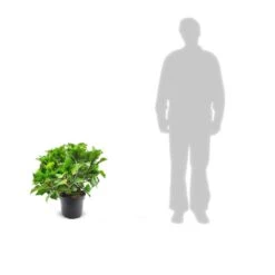 Hortensia Macrophylla Tricolor/pot De 7,5l - 40/60 Cm -Terre et Verdure 63ed2d4d97ec44.68719904