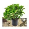 Hortensia Macrophylla Rouge/pot De 7,5l - 40/60 Cm -Terre et Verdure 63ed2d5c1d2637.83812540
