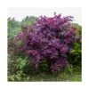Érable Palmé Palmatum Bloodgood/pot De 4l - 60/120 Cm 1 Érable Palmé Palmatum Bloodgood/pot De 4l - 60/120 Cm -Terre et Verdure 63ed2de2362ca6.63464856