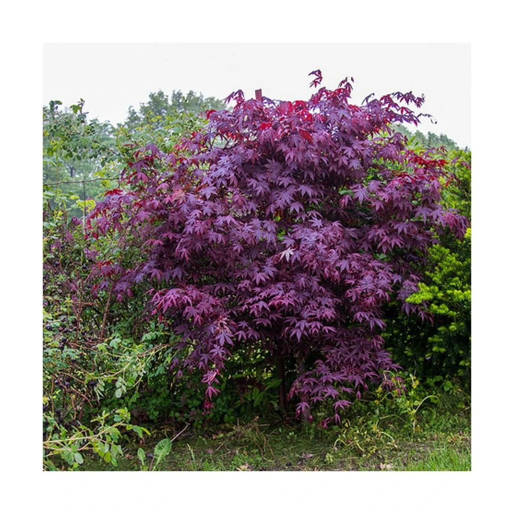 Érable Palmé Palmatum Bloodgood/pot De 4l - 60/120 Cm 3 Érable Palmé Palmatum Bloodgood/pot De 4l - 60/120 Cm
