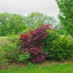 Érable Palmé Palmatum Bloodgood/pot De 4l - 60/120 Cm 11 Érable Palmé Palmatum Bloodgood/pot De 4l - 60/120 Cm -Terre et Verdure 63ed2de23db926.78106576