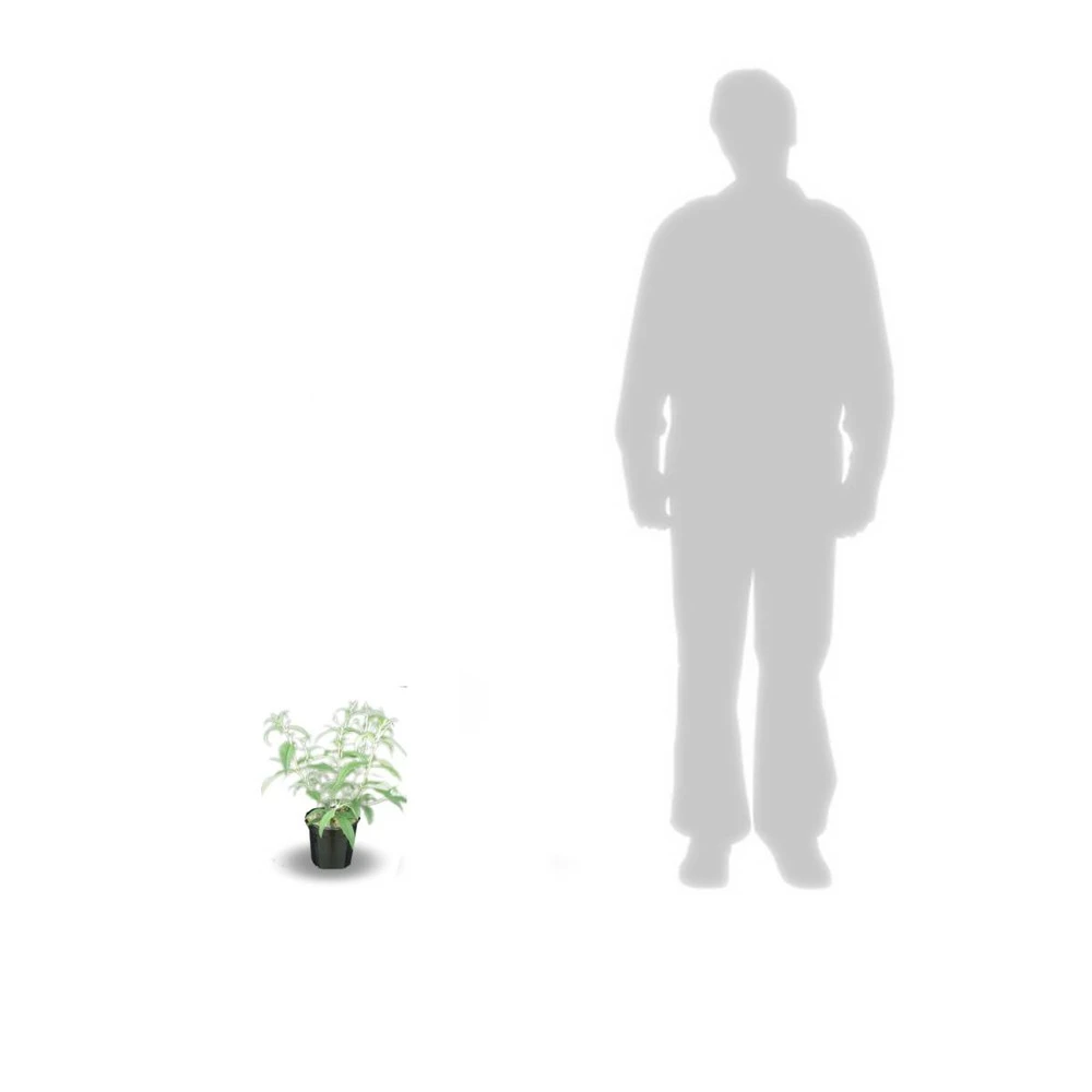 Arbre Aux Papillons Davidii Nanho Purple/pot De 3l - 20/40 Cm 4 Arbre Aux Papillons Davidii Nanho Purple/pot De 3l - 20/40 Cm – Image 2