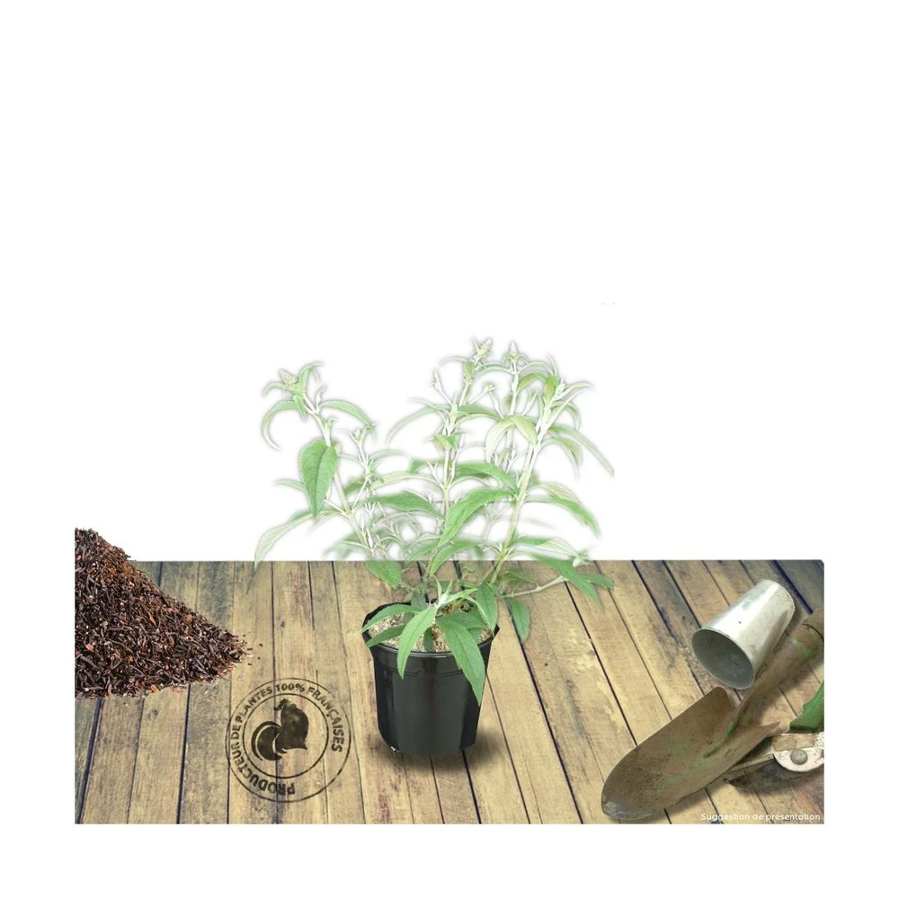 Arbre Aux Papillons Davidii Nanho Purple/pot De 3l - 20/40 Cm 3 Arbre Aux Papillons Davidii Nanho Purple/pot De 3l - 20/40 Cm