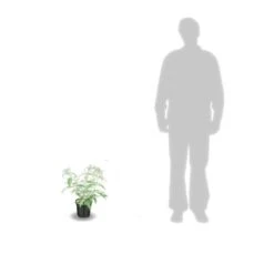 Arbre Aux Papillons Davidii White Profusion/pot De 3l - 20/40 Cm -Terre et Verdure 63ed2dfb91e5e7.31220120