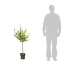 Pommier Pumila Reinette Clochard/pot De 10l - Gobelet 2 Ans -Terre et Verdure 63ed2f3ac49100.49693536