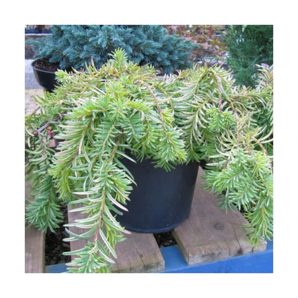 If Commun Baccata Repandens Aurea/godet - 5/20 Cm 3 If Commun Baccata Repandens Aurea/godet - 5/20 Cm