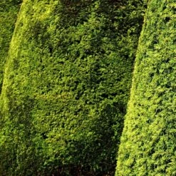 If Commun Baccata Fastigiata Aurea/pot De 3l - 20/40 Cm