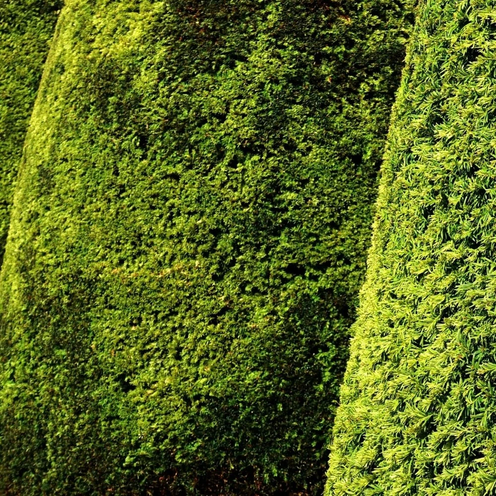 If Commun Baccata Fastigiata Aurea/pot De 3l - 20/40 Cm 3 If Commun Baccata Fastigiata Aurea/pot De 3l - 20/40 Cm