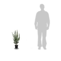 Seringat X Belle Etoile/pot De 4l - 40/60 Cm -Terre et Verdure 63ed2f79cebc83.46054988