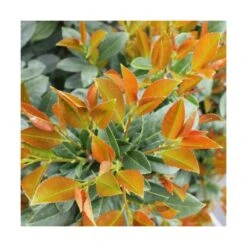 Laurier Palme Laurocerasus Bonaparte® 'flippi01'/pot De 3l - 20/40 Cm -Terre et Verdure 63ed2f8392d1d6.96079987