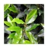 Laurier Du Portugal Angustifolia/pot De 7,5l - 60/80 Cm -Terre et Verdure 63ed2f9168f308.67868998