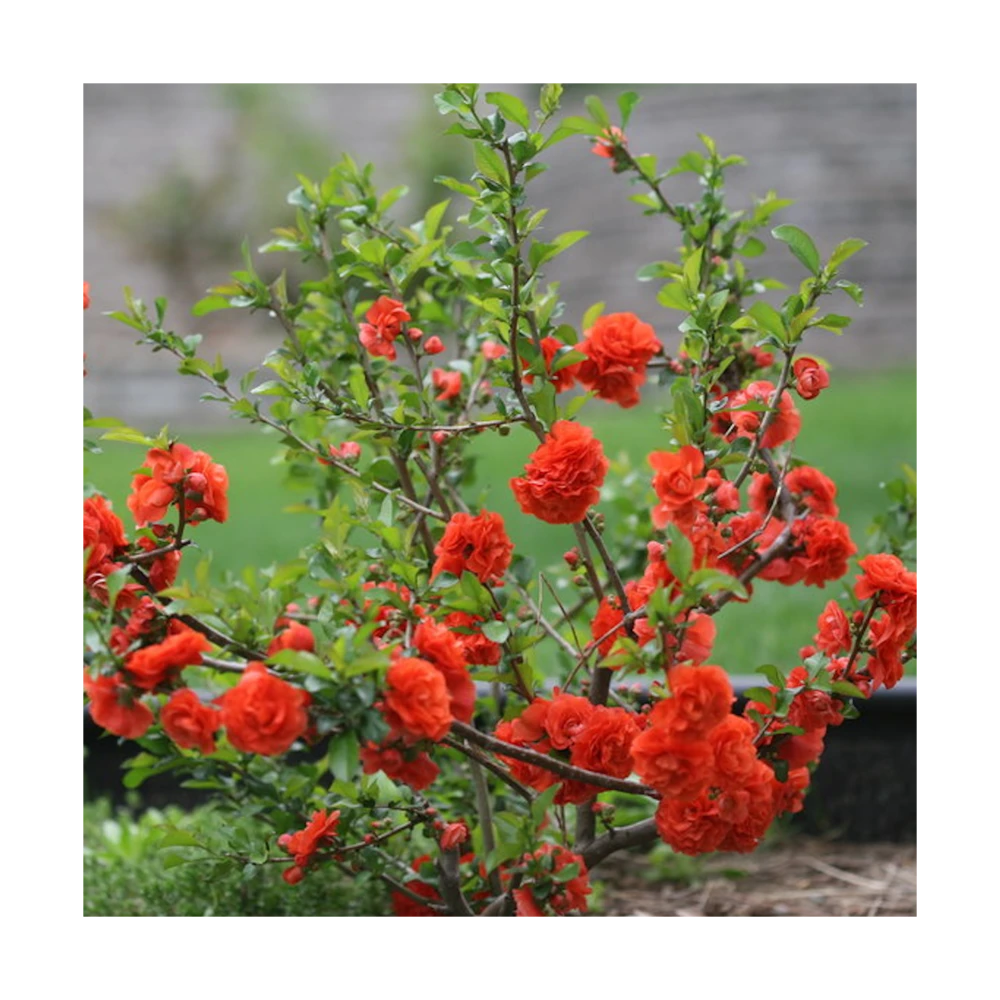 Cognassier Du Japon Mango Storm® 'mincha01'/pot De 3l - 20/40 Cm 4 Cognassier Du Japon Mango Storm® 'mincha01'/pot De 3l - 20/40 Cm – Image 2