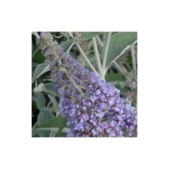 Arbre Aux Papillons Davidii Lochinch/godet - 5/20 Cm