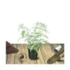 Arbre Aux Papillons Davidii Nanho Purple/pot De 4l - 40/60 Cm -Terre et Verdure 63ed30190115b8.35679420