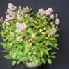 Ceanothe Pallidus Perle Rose/pot De 3 L - 40/50 Cm 1 Ceanothe Pallidus Perle Rose/pot De 3 L - 40/50 Cm -Terre et Verdure 63ed3650894ea1.26002932