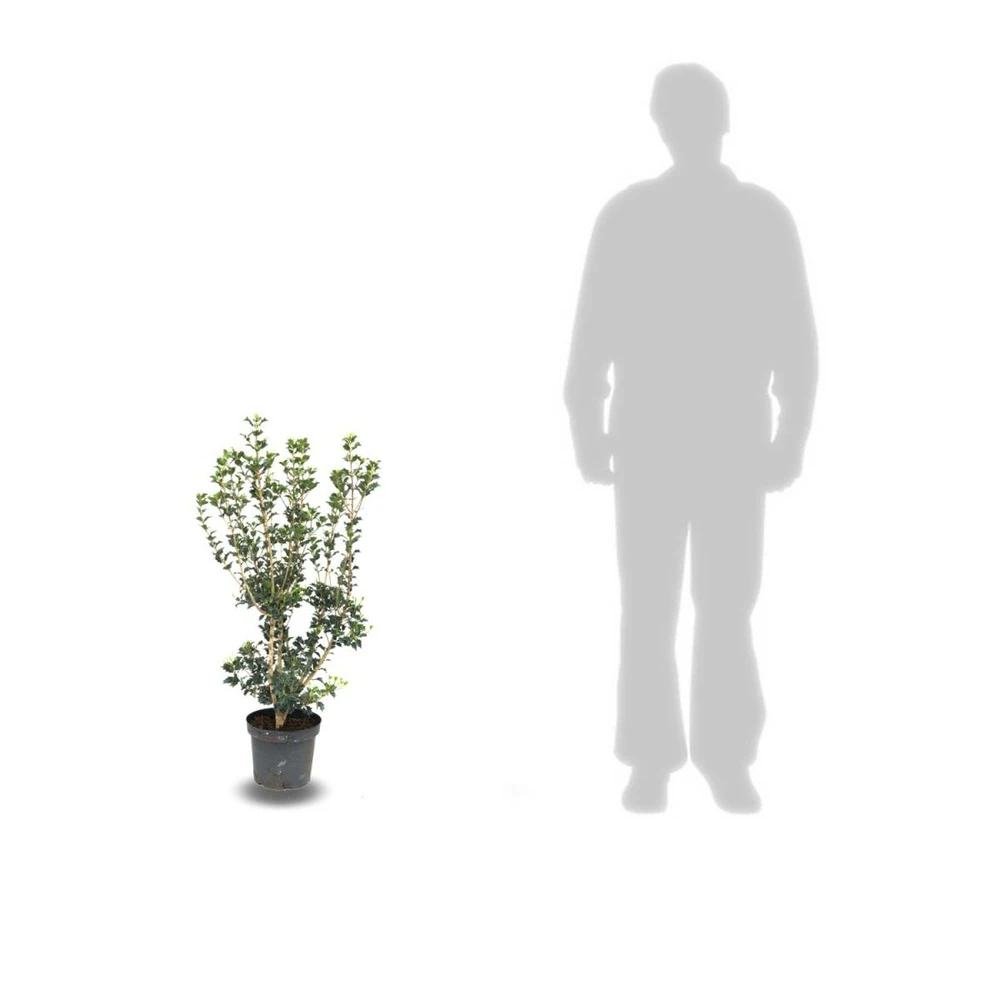 Osmanthe X Burkwoodii/pot De 7,5l - 60/80 Cm 4 Osmanthe X Burkwoodii/pot De 7,5l - 60/80 Cm – Image 2