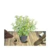 Escallonia X Donard Radiance/pot De 7,5l - 60/80 Cm -Terre et Verdure 63ed36846217d9.94417721