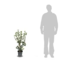 Osmanthe Heterophyllus/pot De 7,5l - 60/80 Cm -Terre et Verdure 63ed369f3afb15.97816786