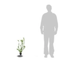 Seringat Commun Coronarius/pot De 4l - 40/60 Cm 5 Seringat Commun Coronarius/pot De 4l - 40/60 Cm -Terre et Verdure 63ed36e9511da2.80535837