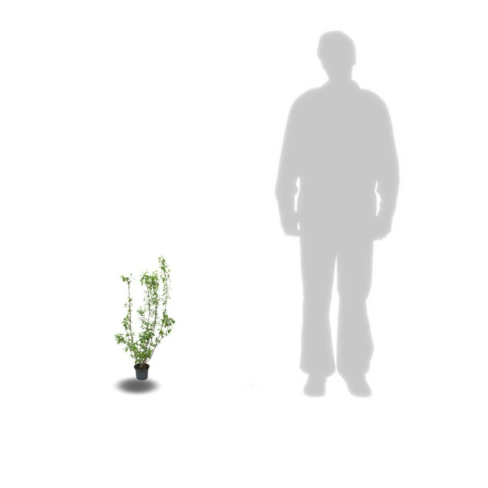 Seringat Commun Coronarius/pot De 4l - 40/60 Cm 4 Seringat Commun Coronarius/pot De 4l - 40/60 Cm – Image 2