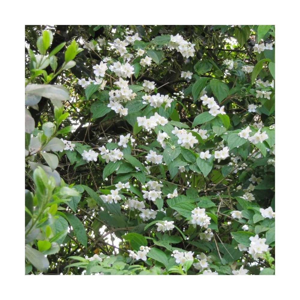 Seringat Virginal/pot De 4l - 40/60 Cm 3 Seringat Virginal/pot De 4l - 40/60 Cm