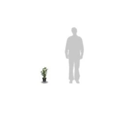 Hibiscus Syriacus French Cabaret® Purple 'mindouv5'/pot De 4l -Terre et Verdure 63ed3708ca9ec2.21200444