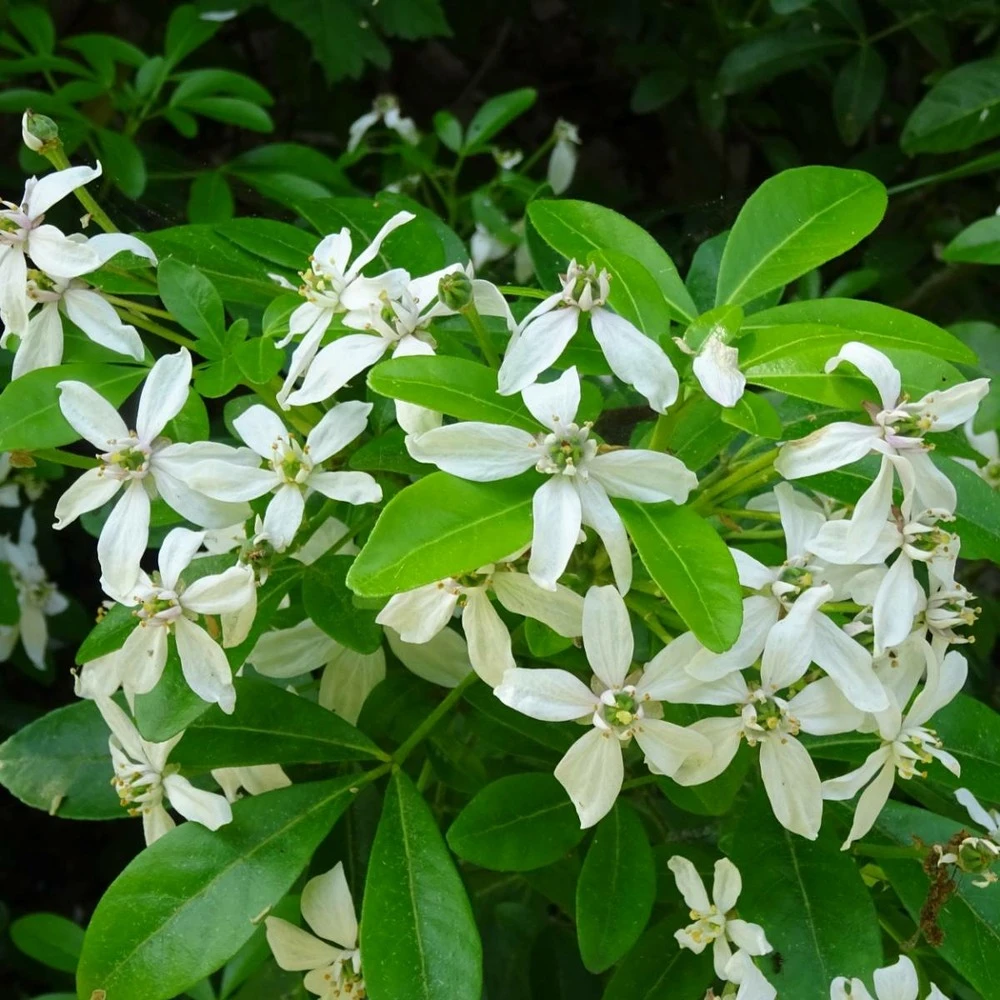 Oranger Du Mexique Ternata/pot De 15l - 60/80 Cm 3 Oranger Du Mexique Ternata/pot De 15l - 60/80 Cm