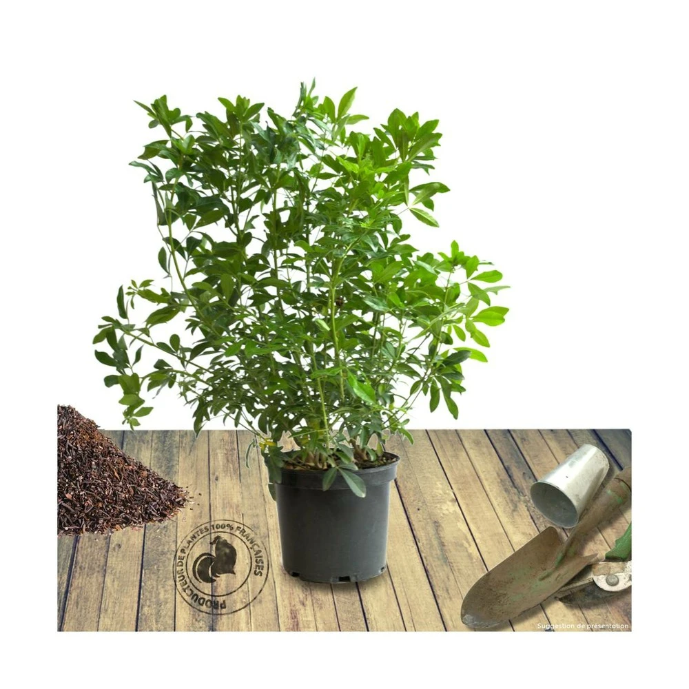 Oranger Du Mexique Ternata/pot De 15l - 60/80 Cm 4 Oranger Du Mexique Ternata/pot De 15l - 60/80 Cm – Image 2