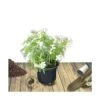 Oranger Du Mexique Ternata White Dazzler® 'londaz'/pot De 7,5l - 60/80 Cm