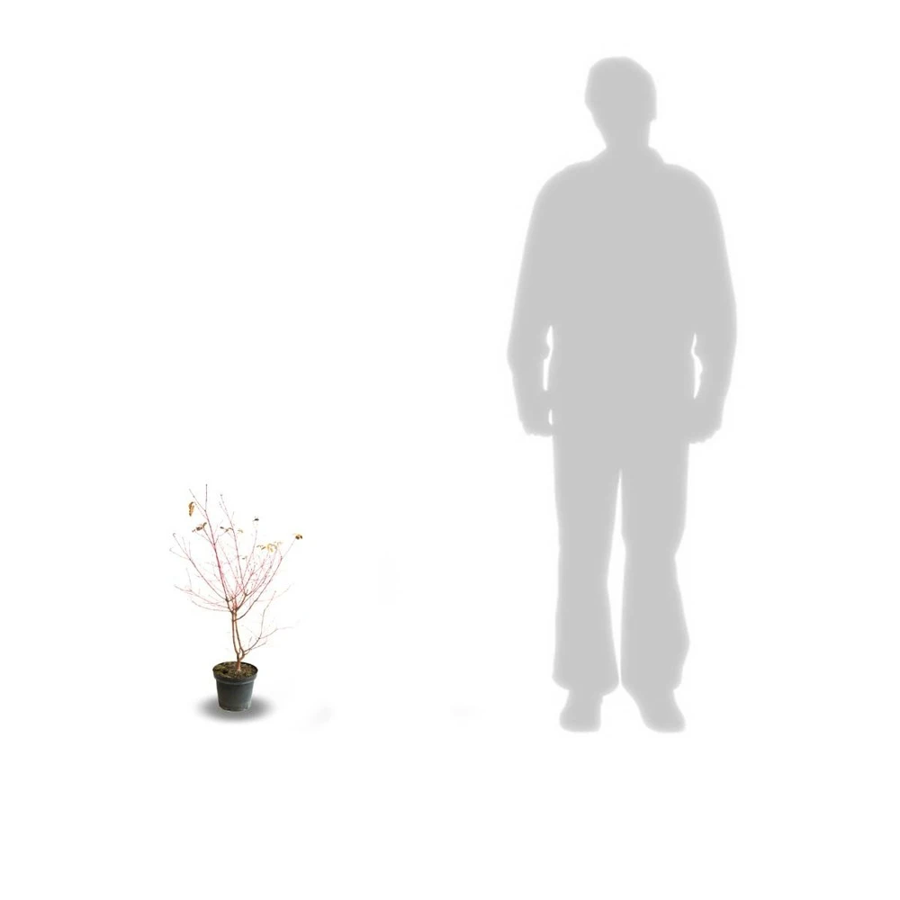 Cornouiller Blanc Alba Elegantissima/pot De 4l - 40/60 Cm 4 Cornouiller Blanc Alba Elegantissima/pot De 4l - 40/60 Cm – Image 2