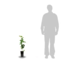 Vigne Vierge Quinquefolia Murorum/pot De 1,5l - Tuteur Bambou 30/60 Cm -Terre et Verdure 63ed44fee66b07.66423796