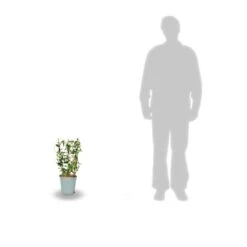 Jasmin étoilé Asiaticum Pink Showers®/pot Déco De 4,6l - Echelle 60 Cm -Terre et Verdure 63ed450fc66427.08737740