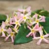 Jasmin étoilé Asiaticum Pink Showers®/pot Déco De 4,6l - Echelle 60 Cm -Terre et Verdure 63ed450fc97ce8.55324397