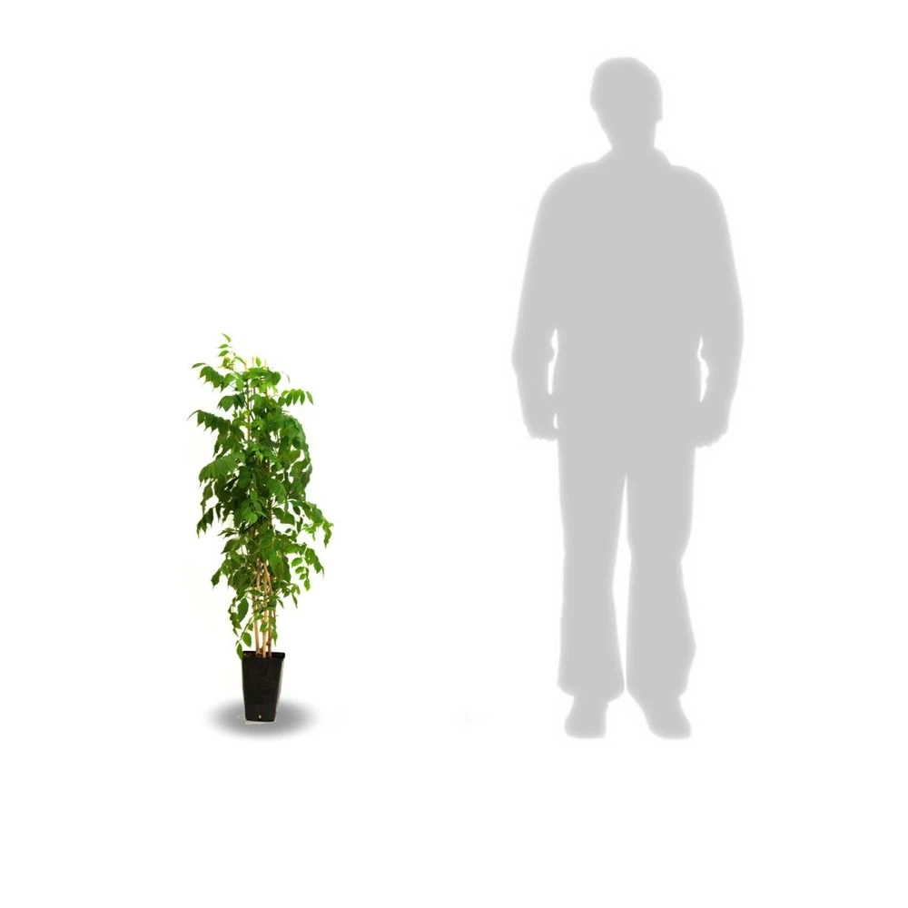 Glycine De Chine Sinensis Caroline/pot De 3l - Echelle Bambou 60/120 Cm 5 Glycine De Chine Sinensis Caroline/pot De 3l - Echelle Bambou 60/120 Cm – Image 3