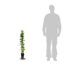 Clématite Viticella John Howells® 'zojohnhowells'/pot De 3l - Echelle Bambou 60/120 Cm -Terre et Verdure 63ed45e0200346.01372998