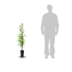 Jasmin X Stephanense/pot De 3l - Echelle Bambou 60/120 Cm -Terre et Verdure 63ed45f9144768.76934886