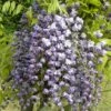 Glycine Du Japon Floribunda Violacea Plena/pot De 3l - 60/120 Cm -Terre et Verdure 63ed46536eba93.00505295