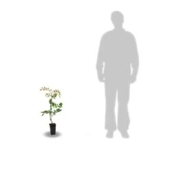 Glycine Soyeuse Venusta/pot De 1,5l - Tuteur Bambou 30/60 Cm -Terre et Verdure 63ed465f4f3b37.19069855