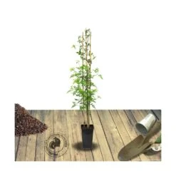 Jasmin Blanc Officinale/pot De 3l - Echelle Bambou 60/120 Cm -Terre et Verdure 63ed46ecb28500.28435483