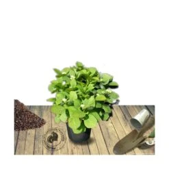 Hortensia Macrophylla Rosita/pot De 7,5l - 40/60 Cm -Terre et Verdure 63ed48d22ed322.45672687